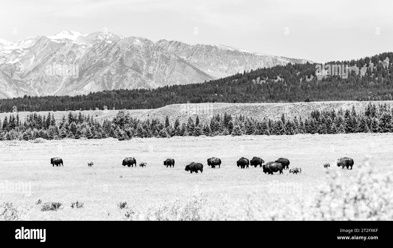 Troupeau de bisons broutant dans les prairies du parc national de Yellowstone en noir et blanc Banque D'Images Troupeau de bisons broutant dans les prairies du parc national de Yellowstone en noir et blanc Banque D'Images