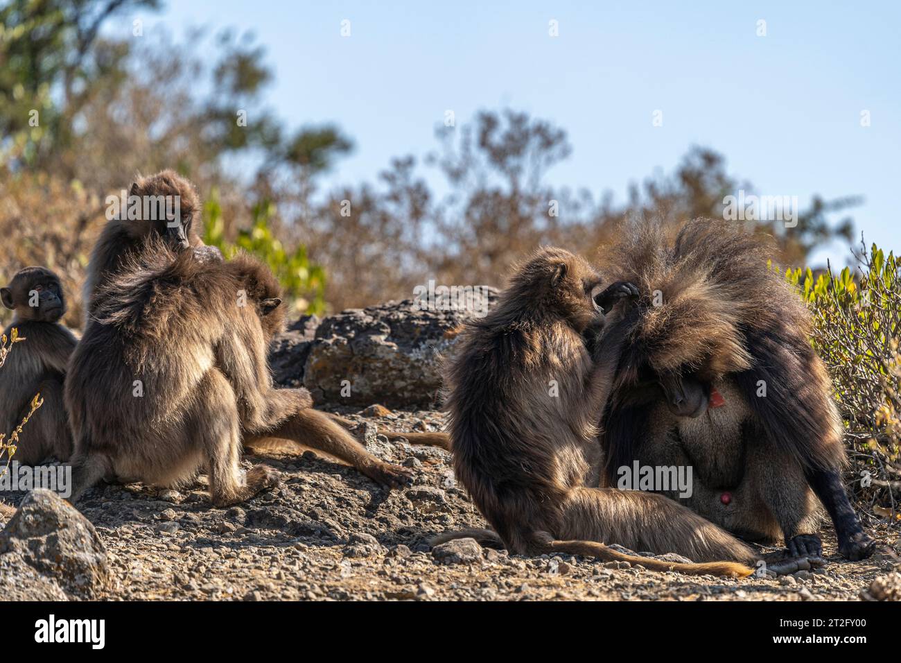 Une petite troupe de babouins Gelada (Theropithecus gelada) toilettage Banque D'Images