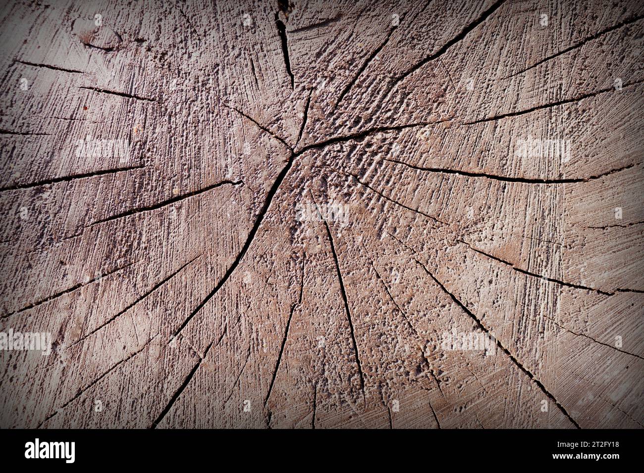 texture de la souche d'arbre vintage backgroud Banque D'Images