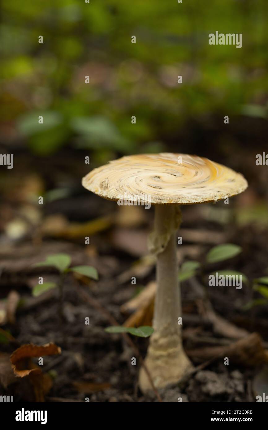 Un champignon qui a l'air psychédélique avec un tourbillon sur le dessus. Banque D'Images