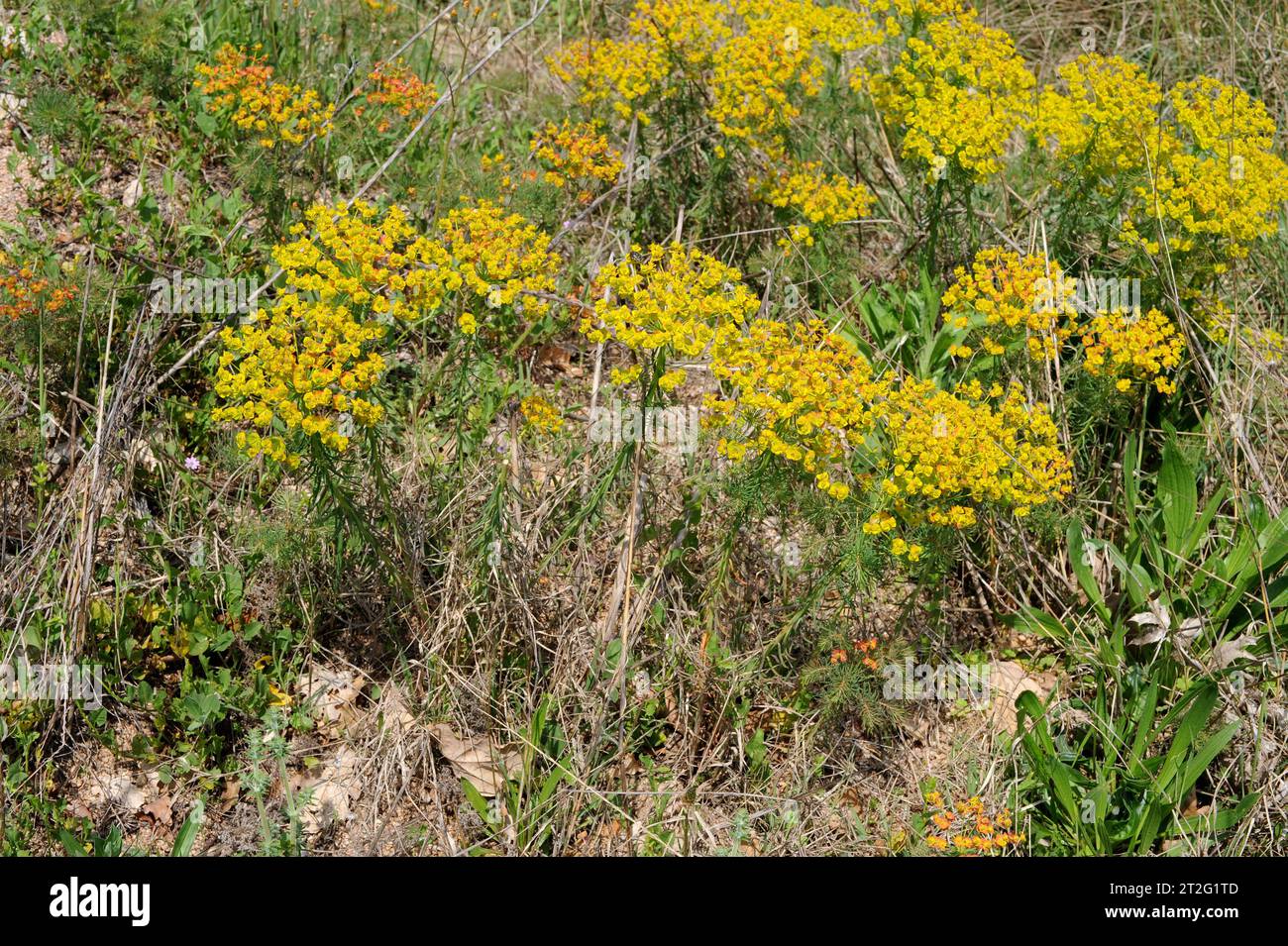 Le cyprès (Euphorbia cyparissias) est une plante vivace médicinale et toxique originaire d'Europe. Banque D'Images