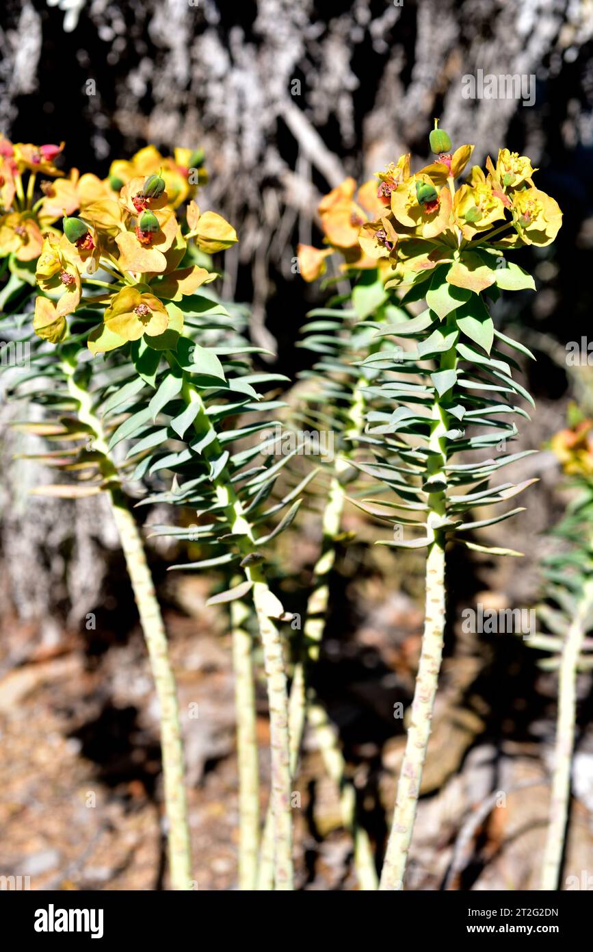 Le Gopher spup (Euphorbia rigia) est un arbuste à feuilles persistantes originaire du sud-ouest de l'Europe et de l'Asie du sud-ouest. Fleurs (Cyathia). Banque D'Images
