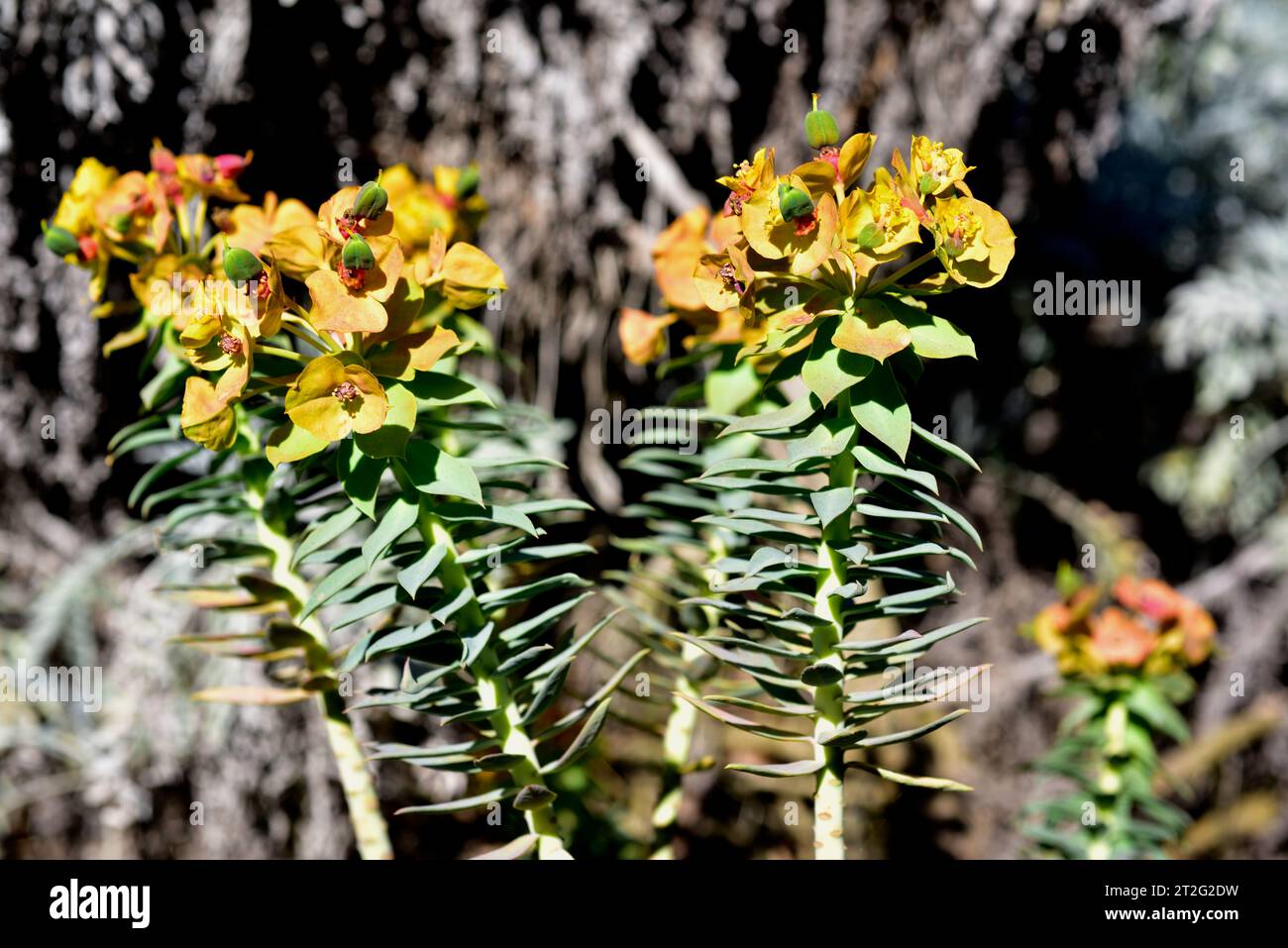Le Gopher spup (Euphorbia rigia) est un arbuste à feuilles persistantes originaire du sud-ouest de l'Europe et de l'Asie du sud-ouest. Fleurs (cyathia). Banque D'Images