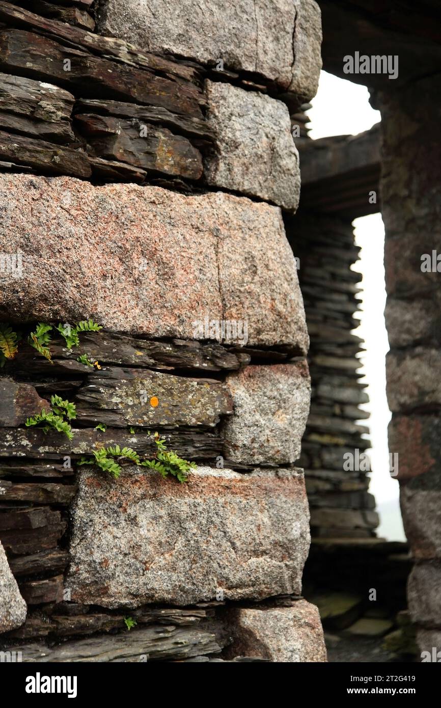 Plantes poussant dans les fissures dans le mur de pierre de la mine de plomb désaffectée (alias Snuff the Wind), Foxdale, Île de Man. Banque D'Images