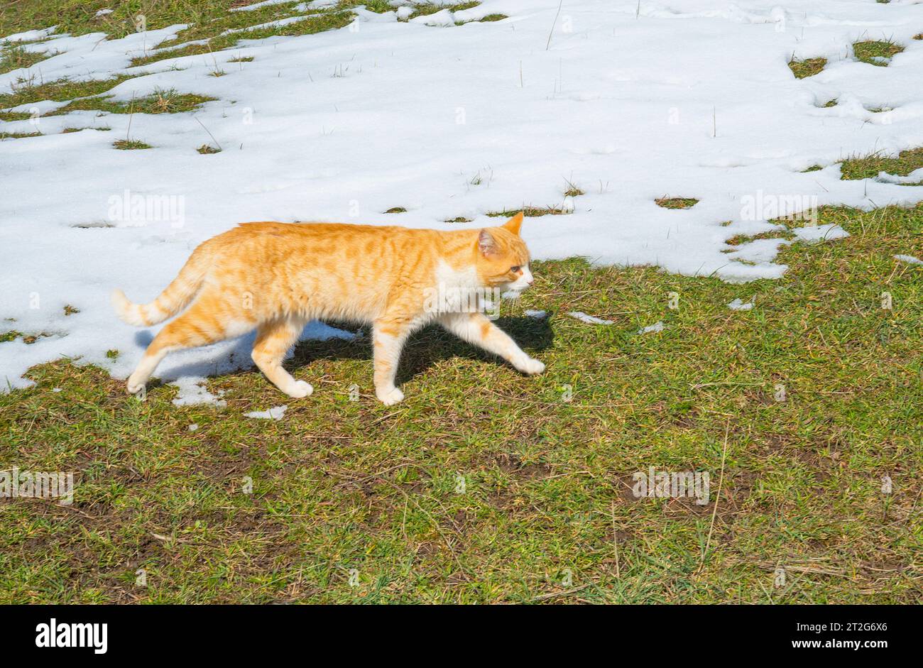 Tabby et chat blanc en hiver. Banque D'Images