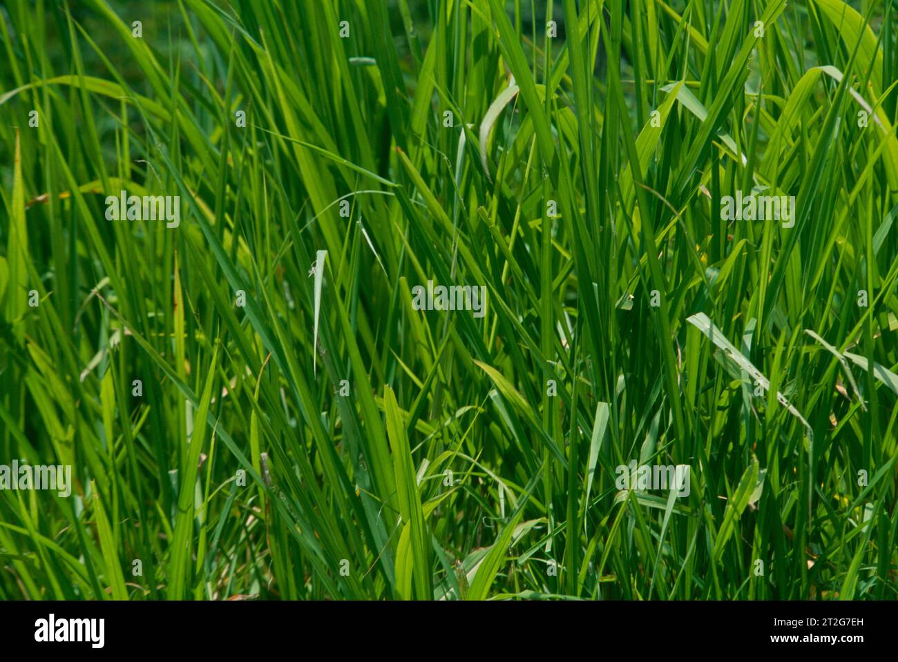Gros plan de Blades of Grass Caribbean Banque D'Images