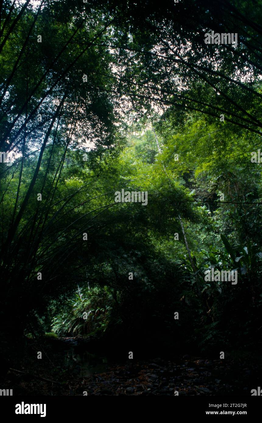 Tobago Rainforest chemin de Chute d'Argyll Banque D'Images
