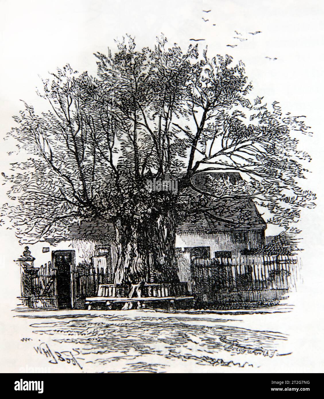19e siècle Illustration de l'arbre de Luther la légende va 2 vieilles femmes catholiques romaines habitants de Pfiffligheim se sont disputées au sujet de Mart Banque D'Images