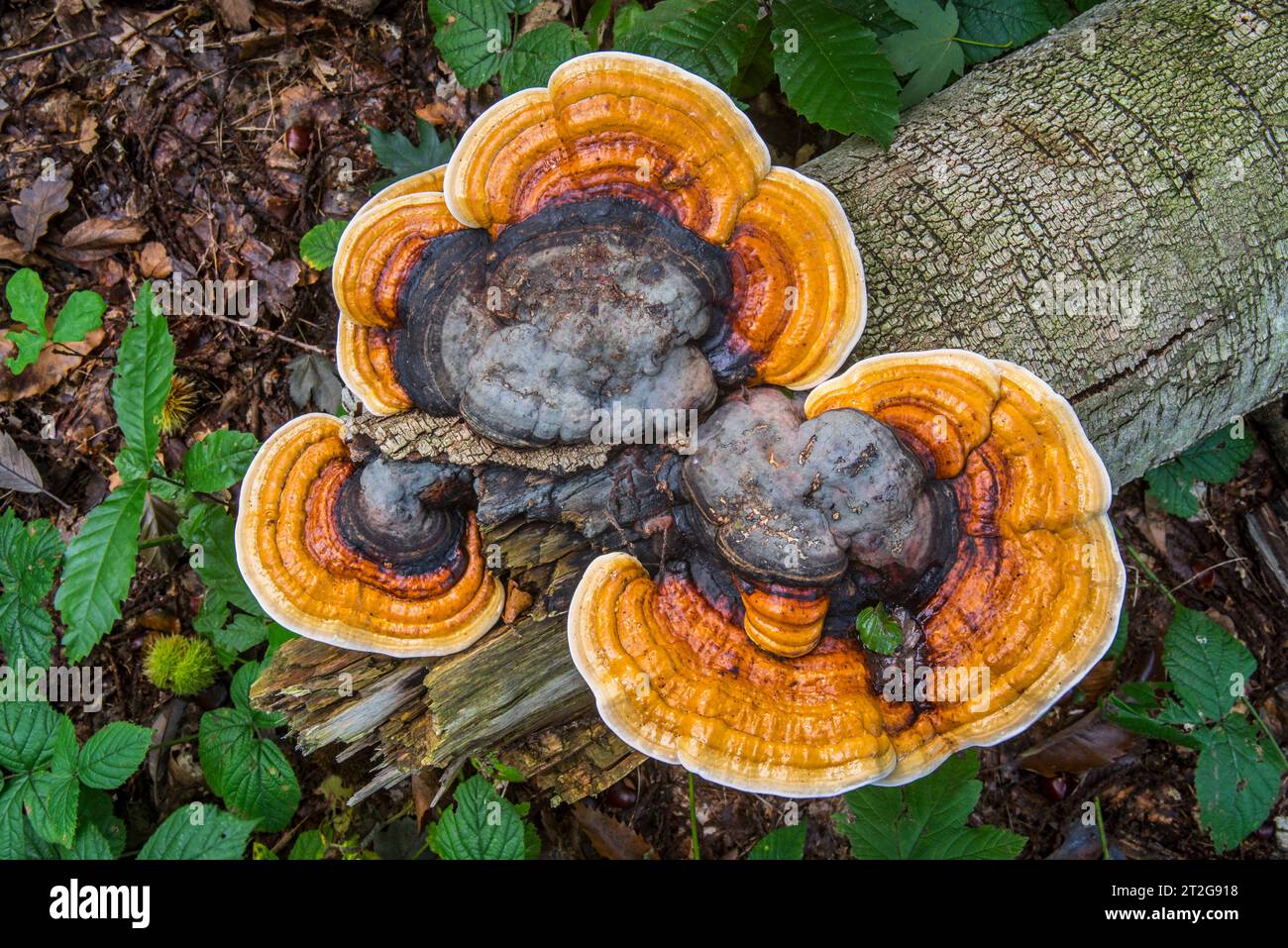 Cône à ceinture rouge / champignon de pourriture brune / polypore rouge à bandes (Fomitopsis pinicola) champignons de pourriture de tige poussant sur le tronc d'arbre tombé dans le bois en automne / automne Banque D'Images