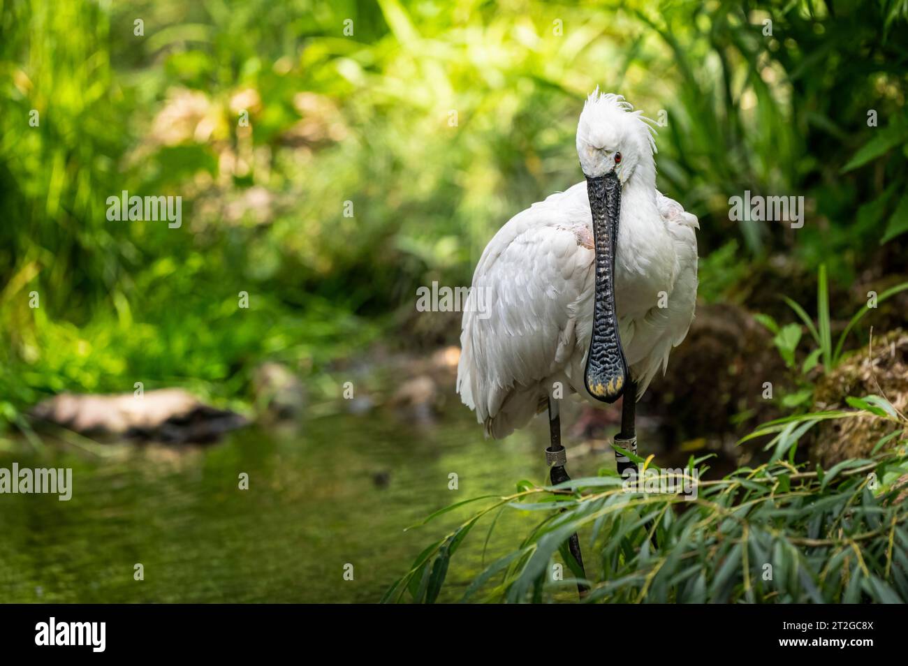Le spatule eurasienne (Platalea leucorodia), ou spatule commune, est un échassier de la famille des ibis et spatules Threskiornithidae. Banque D'Images