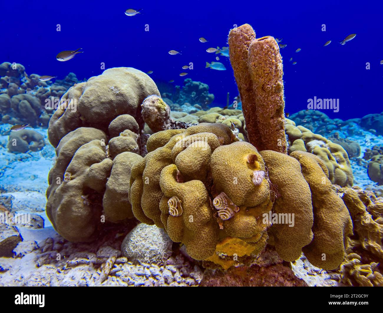 Récif corallien des Caraïbes au large de la côte de l'île de Bonaire dans les bas fonds Banque D'Images