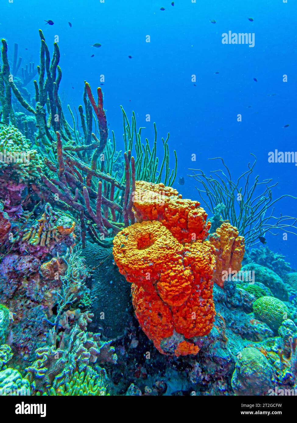 Agelas clathrodes, également connu sous le nom d'éponge orange d'oreille d'éléphant, est une espèce d'éponge de mer. Il vit sur les récifs dans les Caraïbes, Banque D'Images