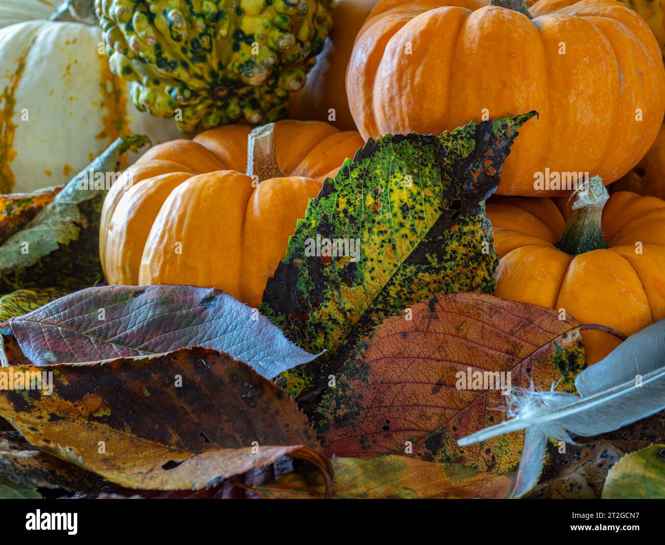 Nature morte d'automne avec feuilles d'automne et plumes Banque D'Images
