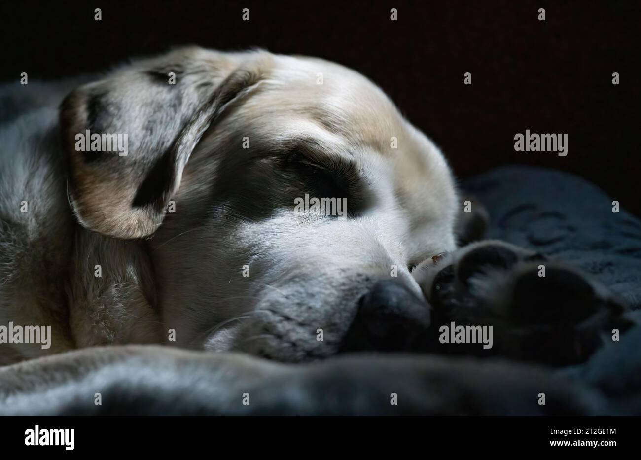 Labrador Retriever est la race de chien la plus populaire en Amérique. Banque D'Images