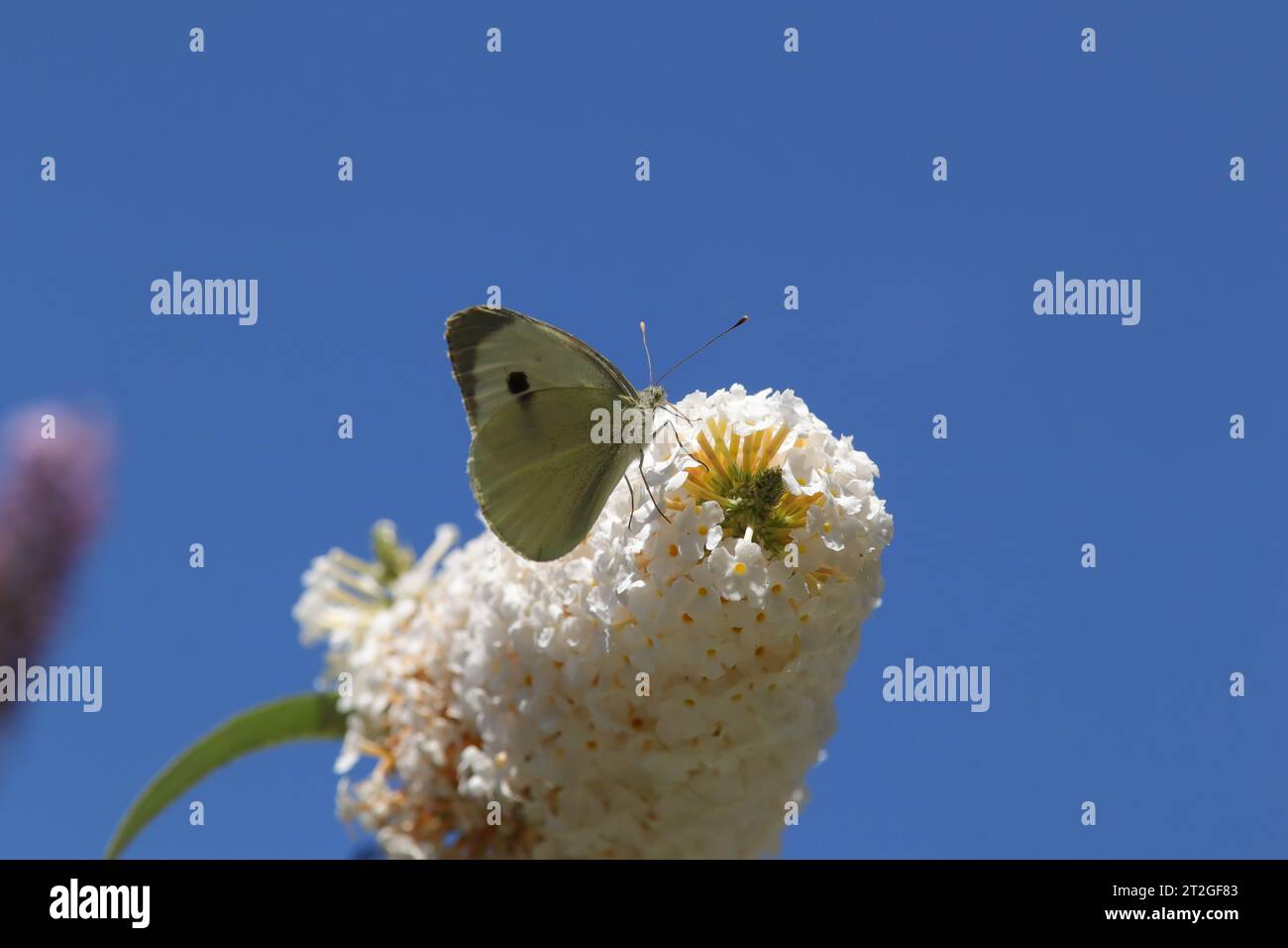 Piéride du chou (Pieris brassicae) Pieris brassicae sur une fleur ou plante non identifiée Banque D'Images