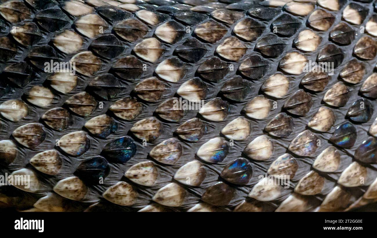 Gros plan de la texture de fond des écailles de serpents de hochet à dos de diamant de l'Ouest Banque D'Images