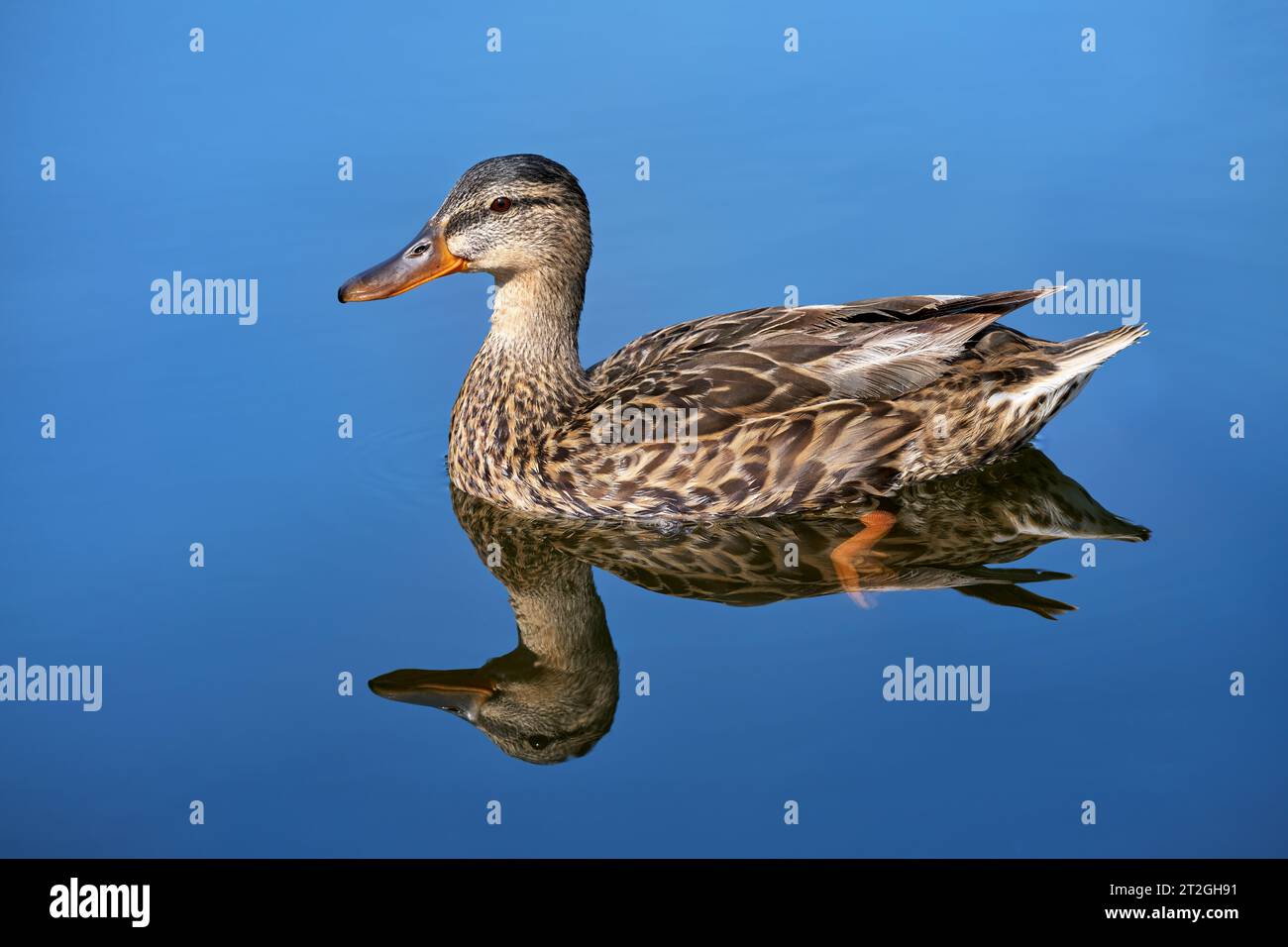Canard colvert femelle nageant (Anas platyrhynchos) avec réflexion dans l'eau Banque D'Images