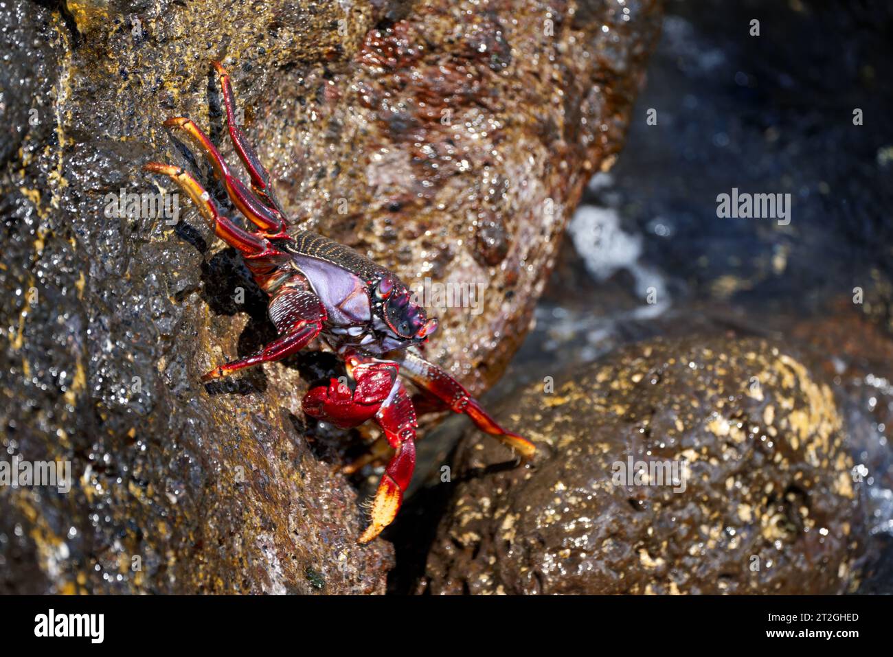 Crabe rouge de l'Atlantique (Grapsus adscensionis) crabe rouge adulte grimpant sur un rocher Banque D'Images