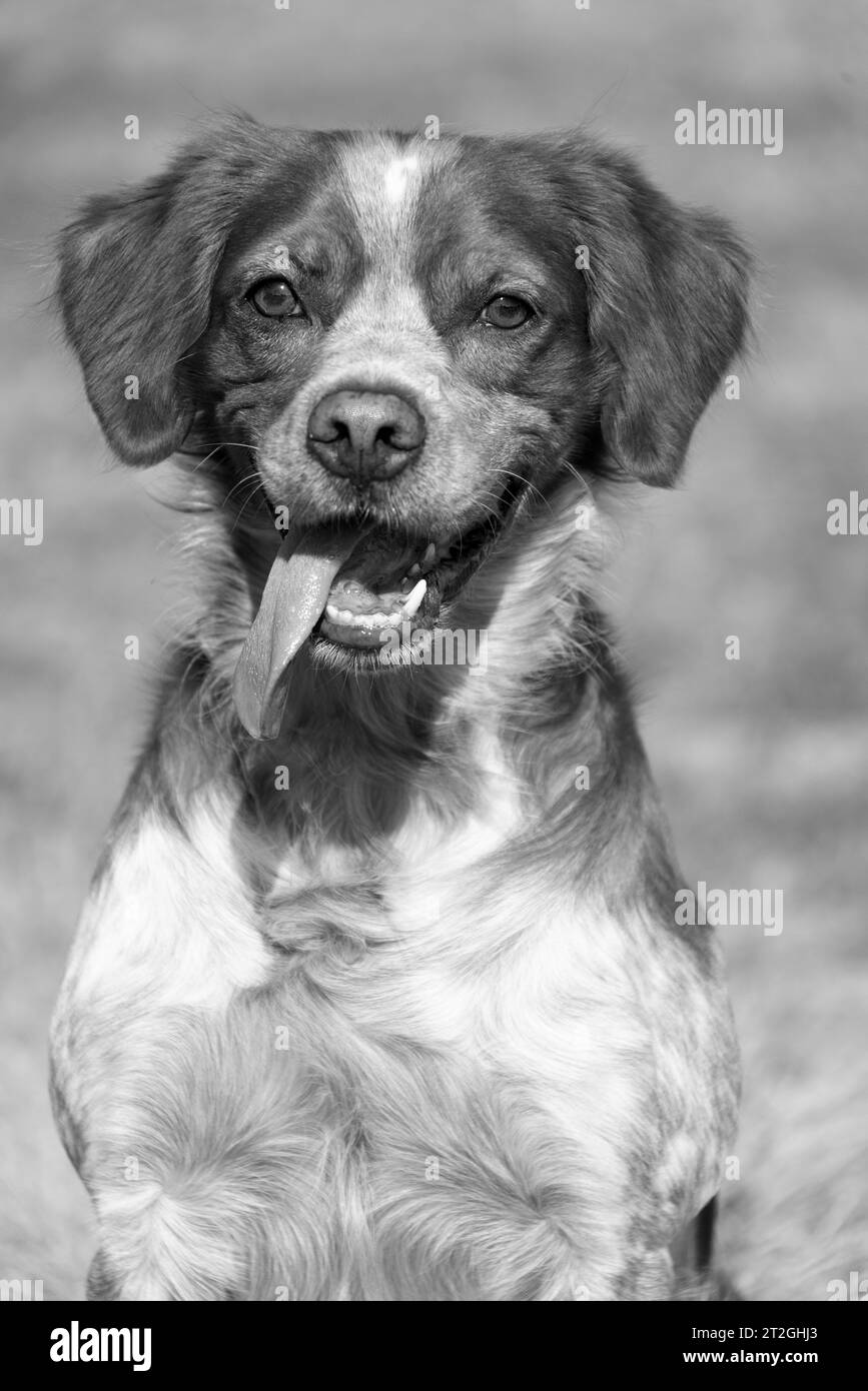 Brittany ePanel Portrait breton de chien en orange et blanc français posant avec la langue traînant et se reposant, courant, allongé dans le champ en été. Britt Banque D'Images