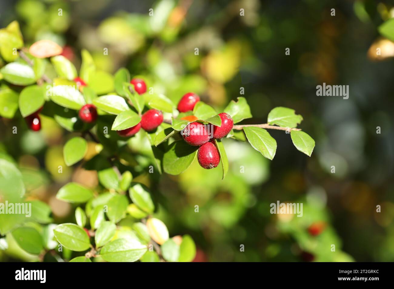 Buisson de baies rouges dans le jardin d'automne. Banque D'Images