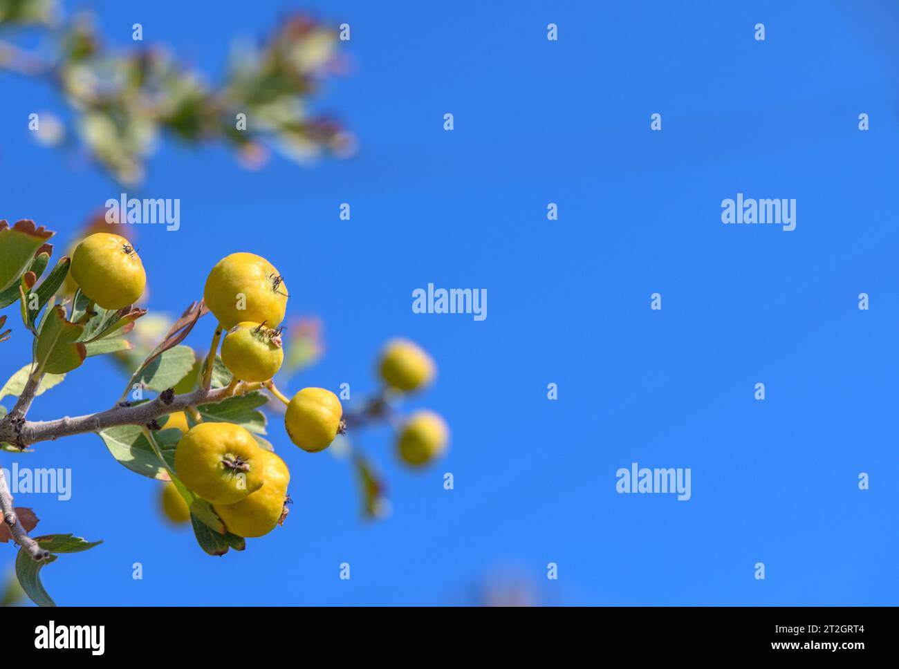 pommes de paradis sur une branche contre le ciel bleu Banque D'Images