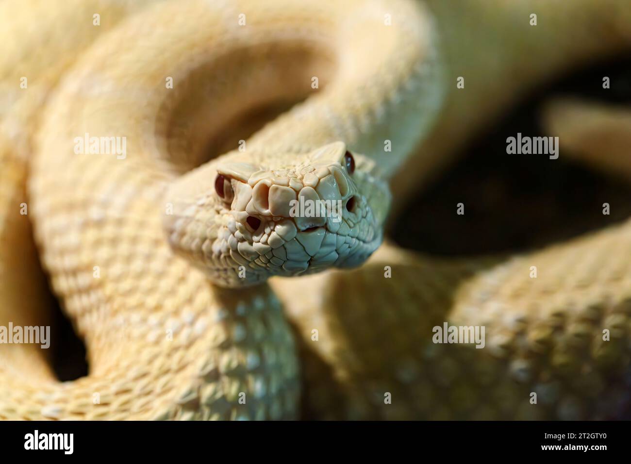 Serpent à sonnette albinos, trop proche pour le confort, animal captif Banque D'Images