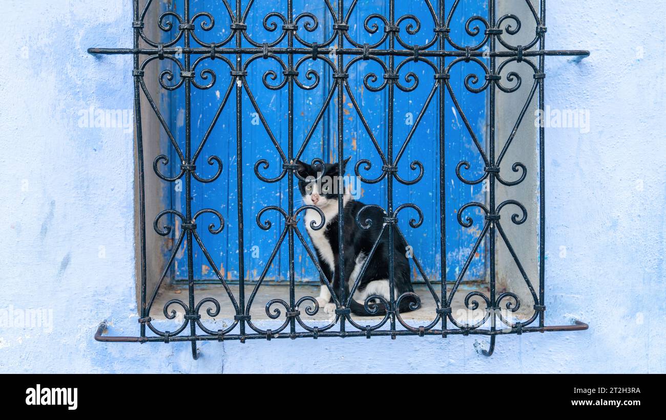 Chat par la fenêtre à Chefchaouen, Maroc, connu sous le nom de la Perle bleue, célèbre pour sa couleur bleue frappante peinte les bâtiments et les rues de la médina, créant Banque D'Images