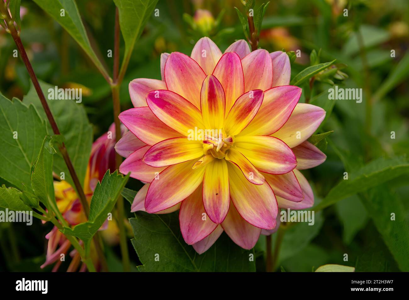 Dahlia Océan Pacifique Banque D'Images