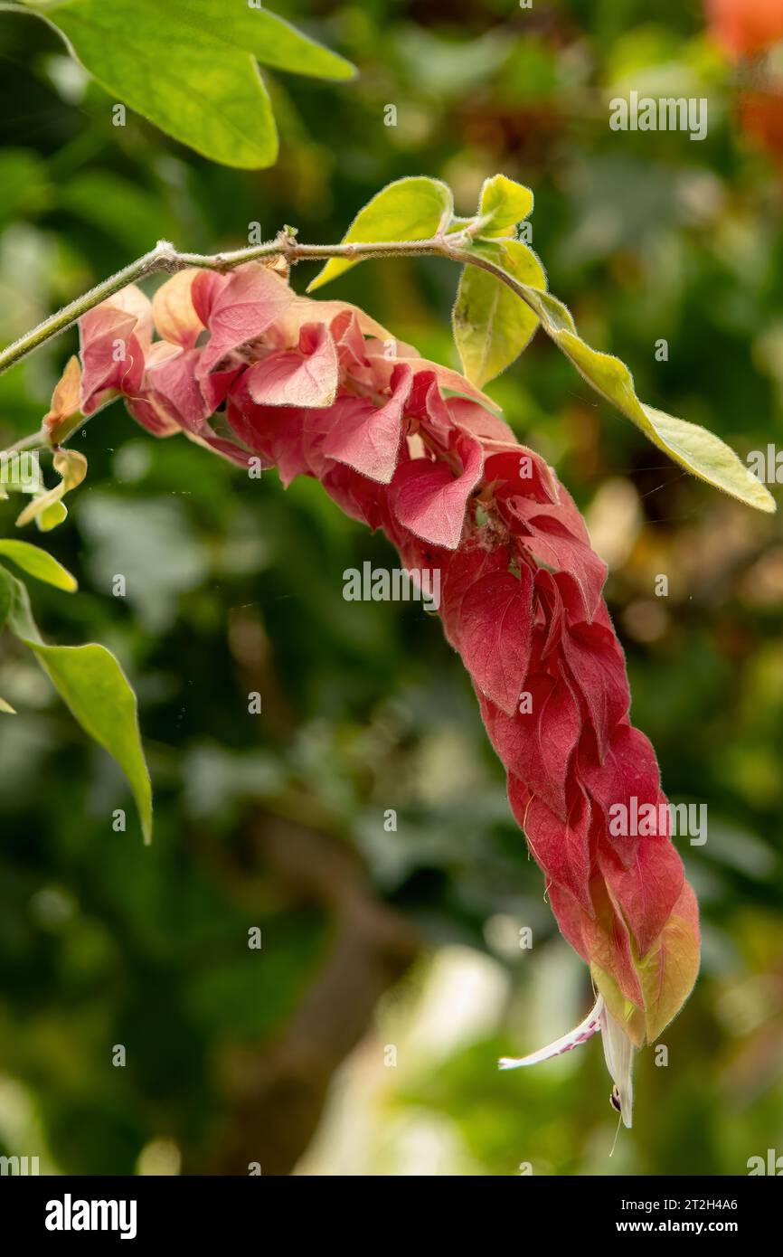 Beleperone guttata, usine de crevettes Banque D'Images