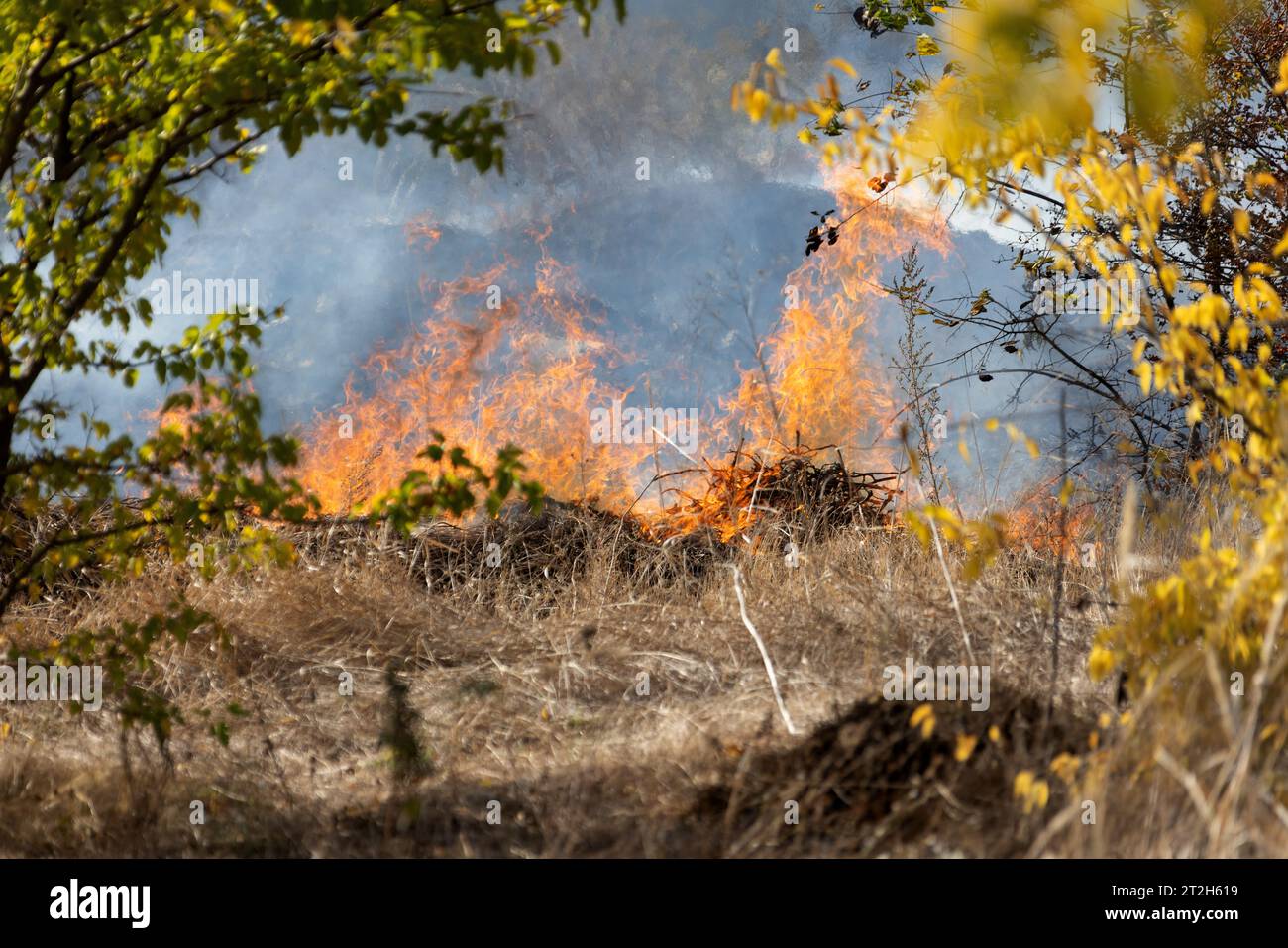 les feux de steppe pendant une sécheresse sévère détruisent complètement les champs. La catastrophe cause régulièrement des dommages à l'environnement et à l'économie de la région. Le feu menace Banque D'Images