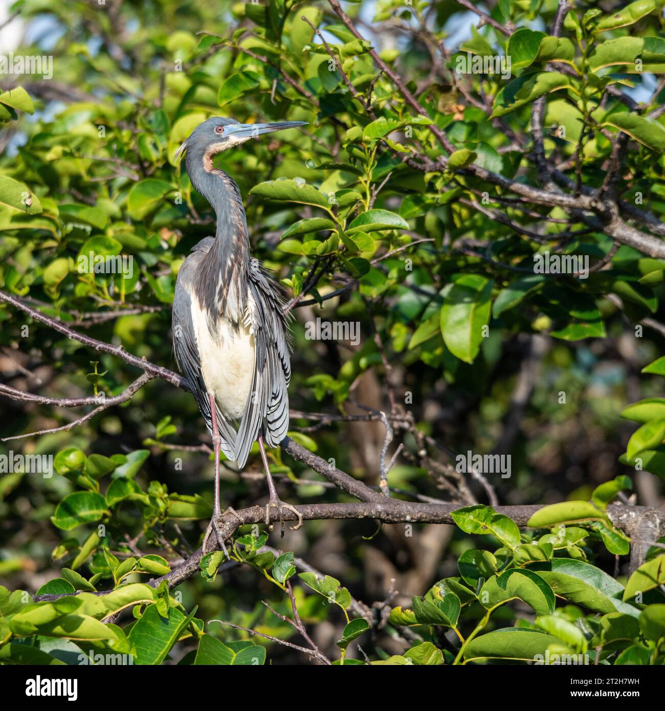 Heron Banque D'Images