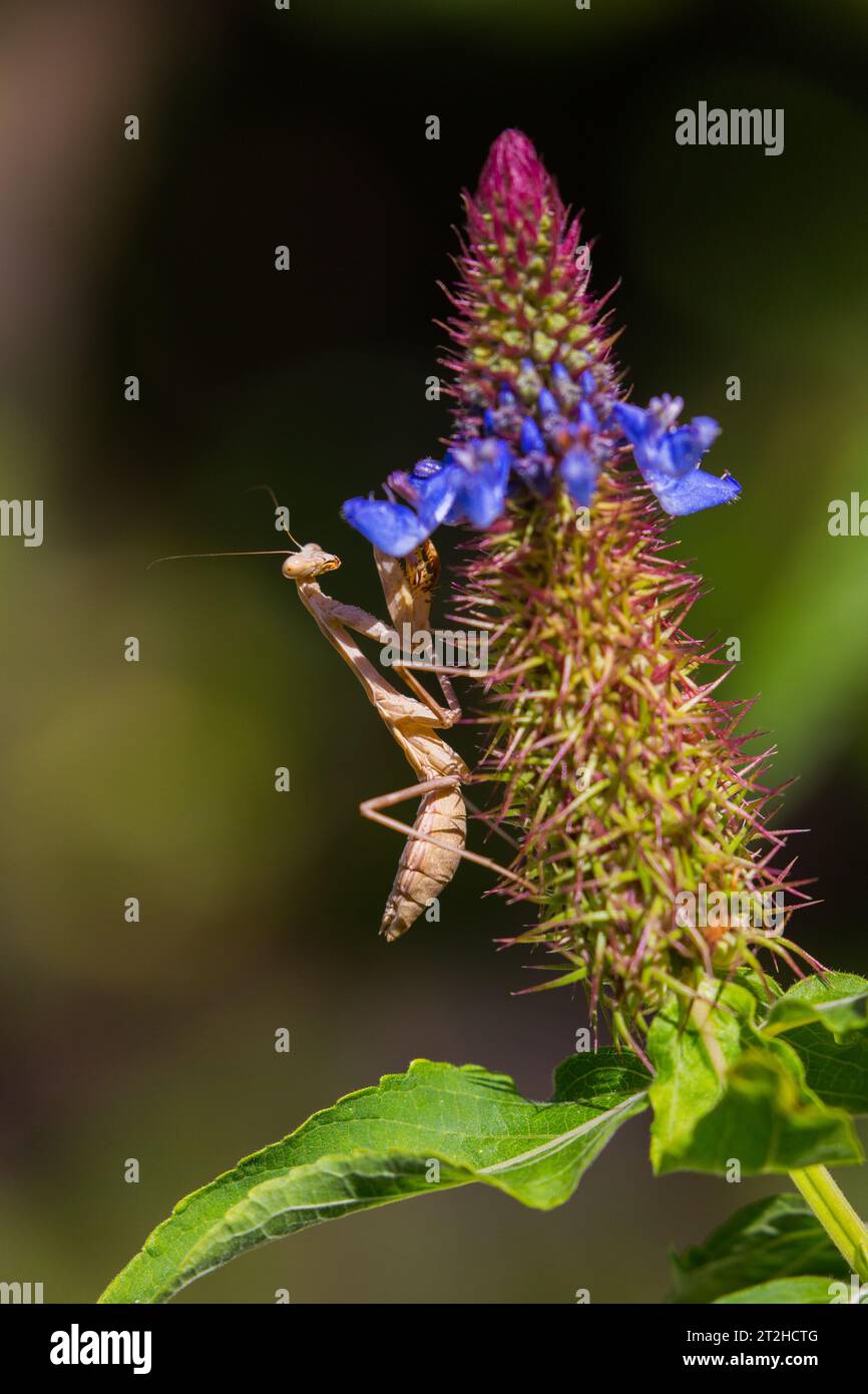 Brune Mantis priant sur une plante de chapeau de sorcière bleue (Pycnostachys urticifolia) poussant dans un jardin de Californie du Sud Banque D'Images