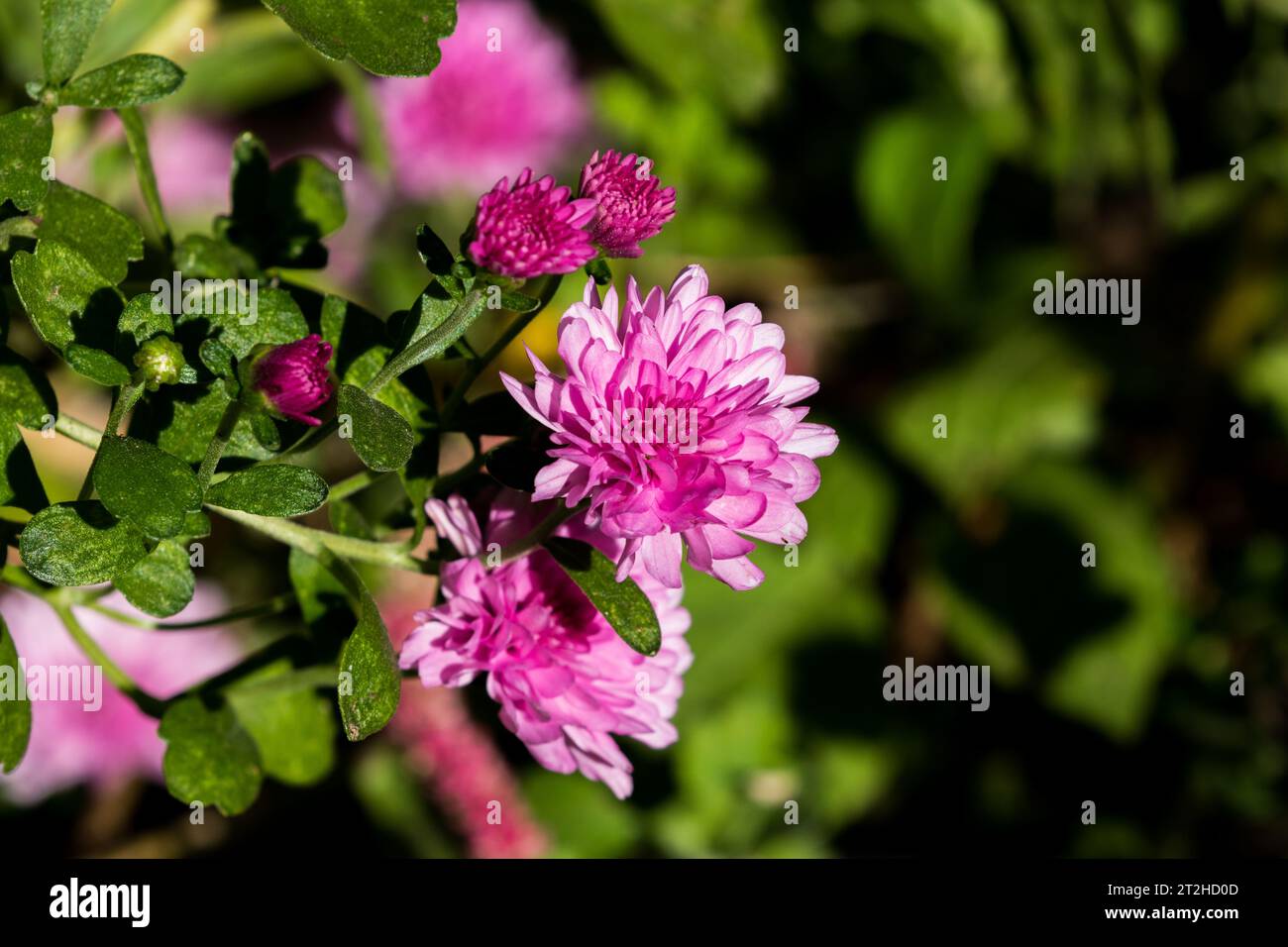Plante pourpre Chrysanthème poussant dans un jardin californien Banque D'Images