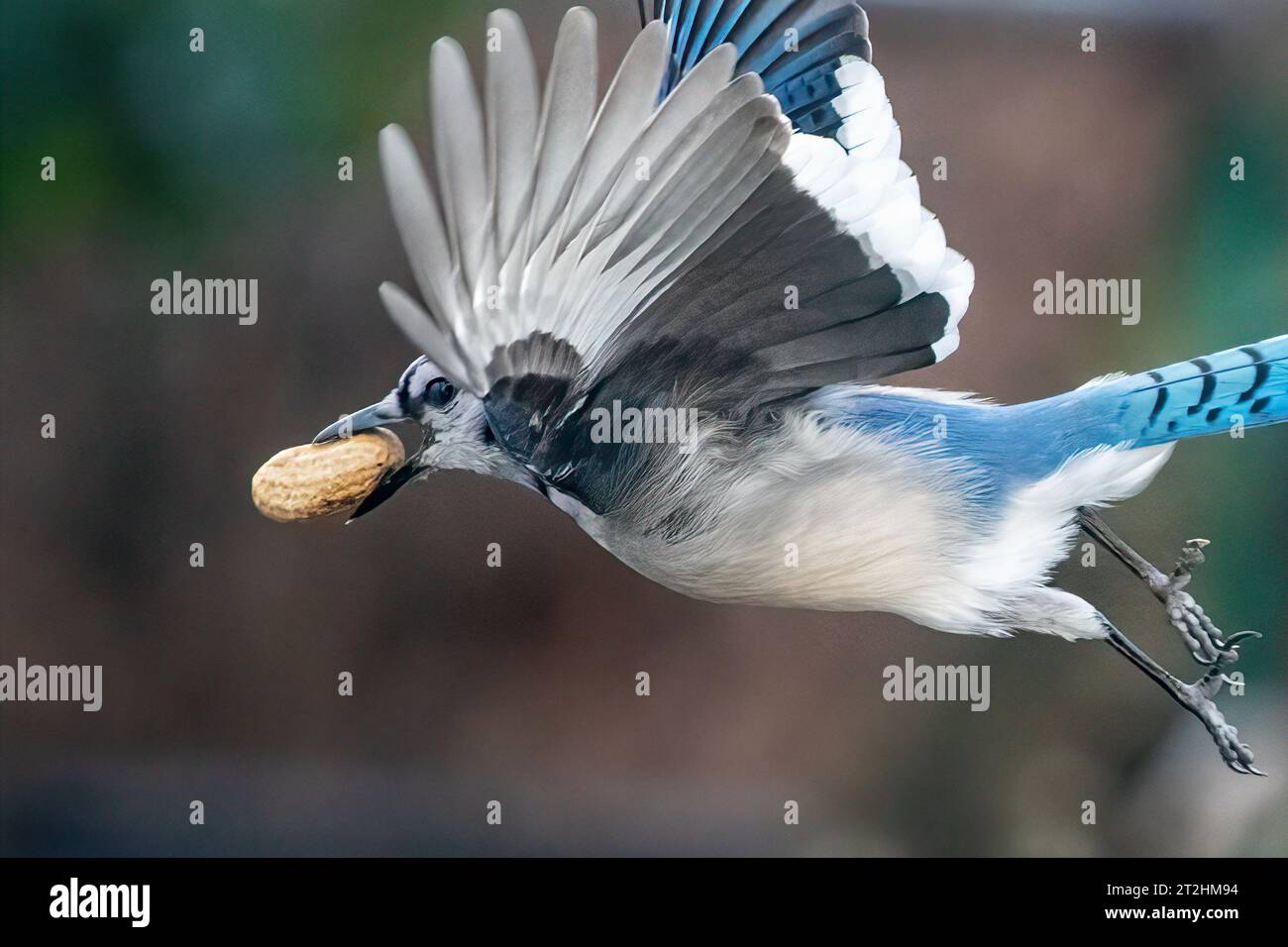 Bluejay en vol avec cacahuète en bec Banque D'Images
