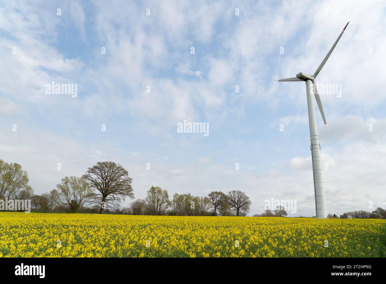 Moulin sur un champ de canola avec des fleurs de colza jaunes, cultivé pour la récolte de l'huile de colza avec ciel bleu et nuages blancs. Dans le nord de l'Allemagne Banque D'Images