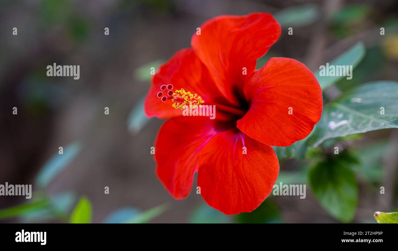 Feuille d'hibiscus rouge dans la nature Banque D'Images