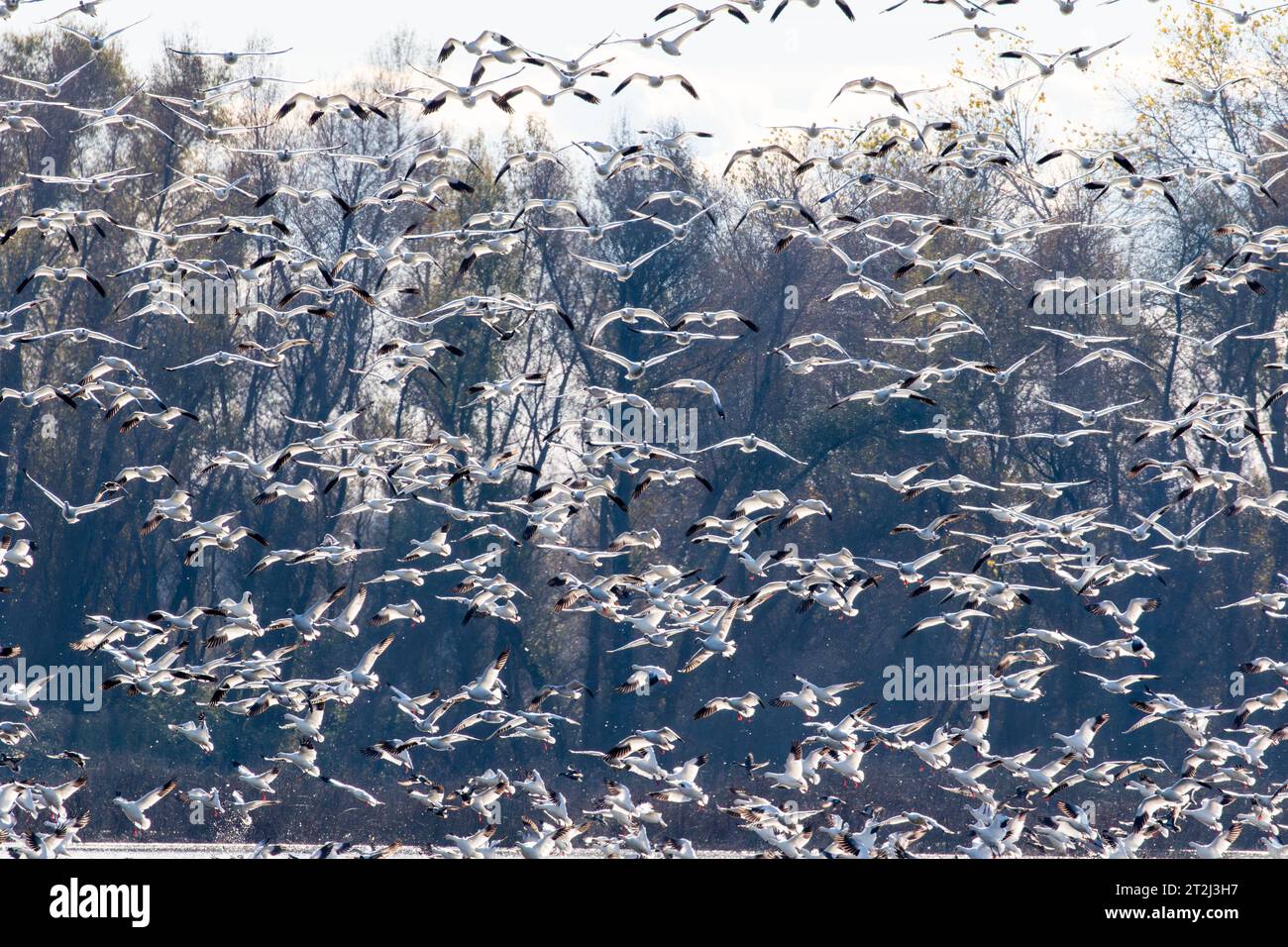 Une multitude d'oies des neiges gracieuses (Anser caerulescens) prenant son envol en automne sur fond d'arbres. Banque D'Images
