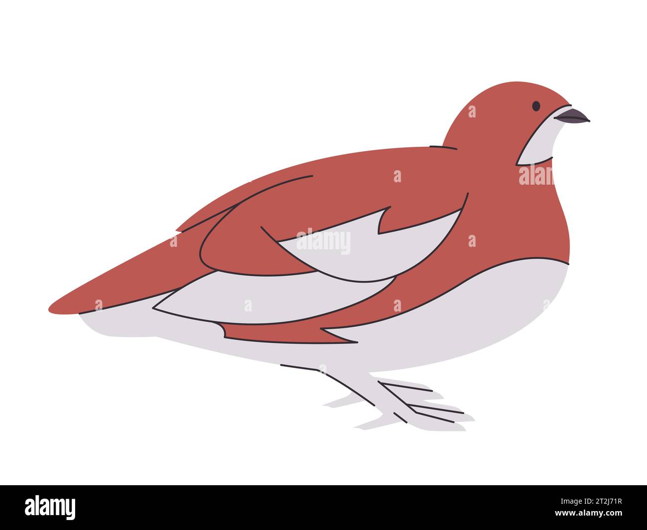 Willow Ptarmigan dessin d'oiseau illustration blanc brun Illustration de Vecteur