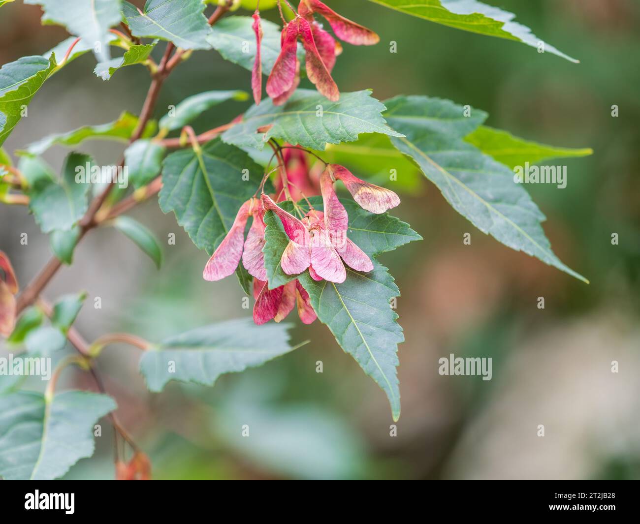 Amur Maple ou Acer ginnala feuilles de lumière d'automne avec fond bokeh, foyer sélectif, DOF peu profond. Gros plan des feuilles d'érable rouge amur Banque D'Images