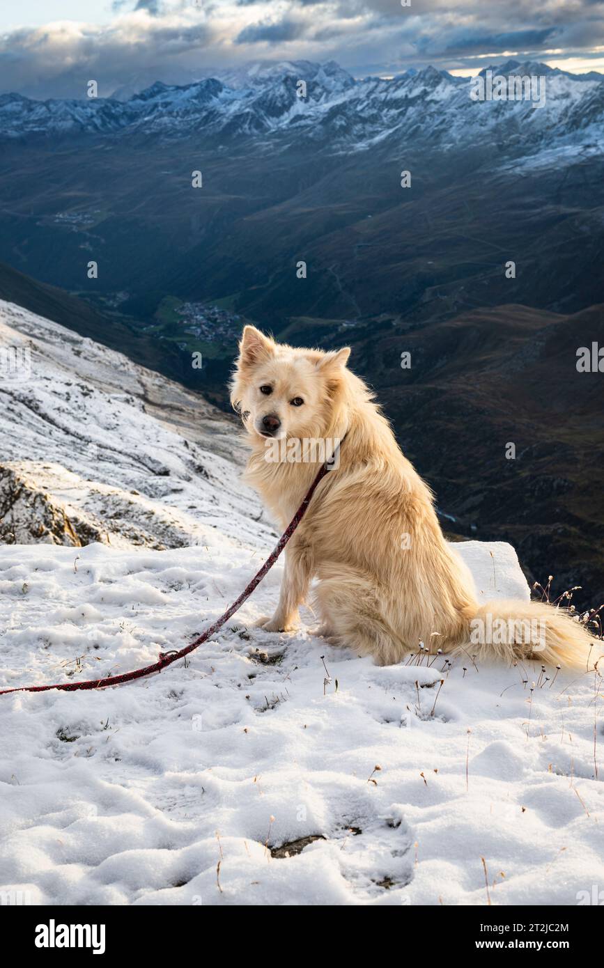 Chien à la cabane de montagne Ramolhaus en face du panorama de la vallée du Gurgl, Alpes Oetztal, Tyrol, Autriche Banque D'Images