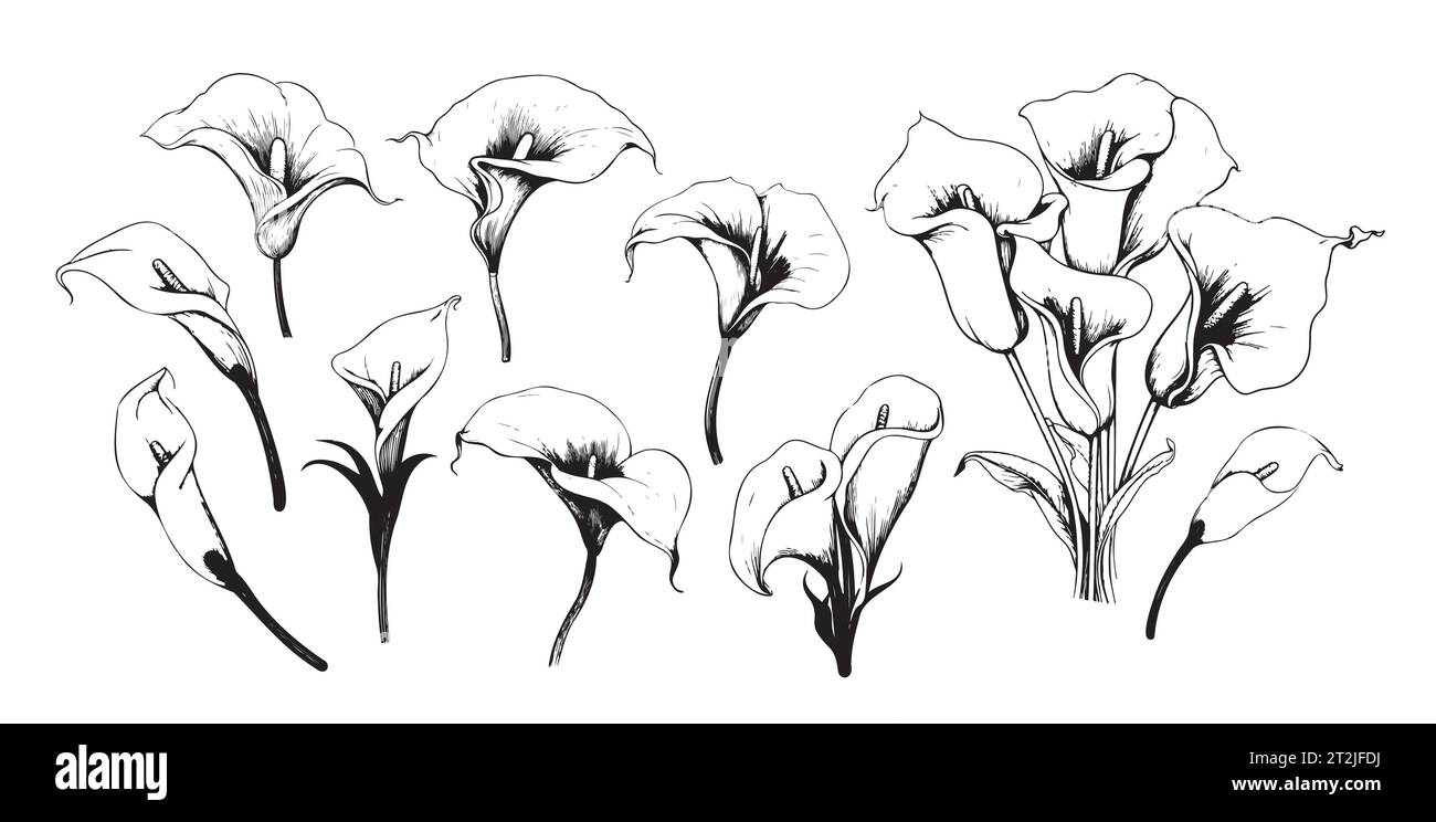 Calla lys set croquis dessin vectoriel dessiné à la main fleurs de jardin Illustration de Vecteur