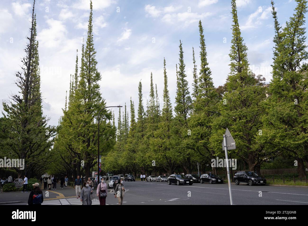 Tokyo, Japon. 14 octobre 2023. Les arbres ginkgo engendrés par un plan de réaménagement majeur récemment repoussé à 2024 par le promoteur immobilier Mitsui Fudosan Co en raison du contrecoup de la communauté. Le gouvernement métropolitain de Tokyo prévoit de permettre aux promoteurs de transformer la zone verte en un complexe sportif commercial.Meiji Jingu Gaien (Æ˜Žæ²»ç¥žå®®Å¤-è’) est un parc spacieux et un complexe sportif adjacent au sanctuaire Meiji à Tokyo. Connu pour ses avenues pittoresques bordées d'arbres de gingko de l'époque Showa, ses installations sportives et ses événements saisonniers, il offre une escapade sereine au cœur de la ville animée. (Image de crédit : © Ta Banque D'Images