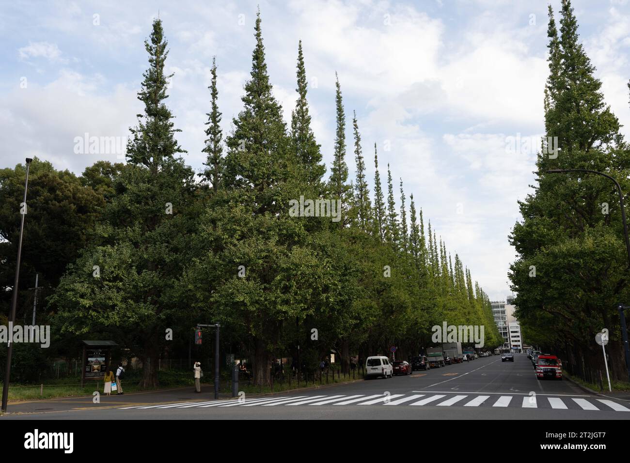 Tokyo, Japon. 14 octobre 2023. Les arbres ginkgo engendrés par un plan de réaménagement majeur récemment repoussé à 2024 par le promoteur immobilier Mitsui Fudosan Co en raison du contrecoup de la communauté. Le gouvernement métropolitain de Tokyo prévoit de permettre aux promoteurs de transformer la zone verte en un complexe sportif commercial.Meiji Jingu Gaien (Æ˜Žæ²»ç¥žå®®Å¤-è’) est un parc spacieux et un complexe sportif adjacent au sanctuaire Meiji à Tokyo. Connu pour ses avenues pittoresques bordées d'arbres de gingko de l'époque Showa, ses installations sportives et ses événements saisonniers, il offre une escapade sereine au cœur de la ville animée. (Image de crédit : © Ta Banque D'Images