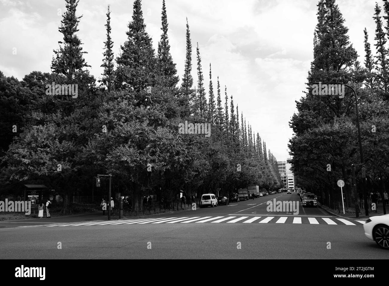 Tokyo, Japon. 14 octobre 2023. Les arbres ginkgo engendrés par un plan de réaménagement majeur récemment repoussé à 2024 par le promoteur immobilier Mitsui Fudosan Co en raison du contrecoup de la communauté. Le gouvernement métropolitain de Tokyo prévoit de permettre aux promoteurs de transformer la zone verte en un complexe sportif commercial.Meiji Jingu Gaien (Æ˜Žæ²»ç¥žå®®Å¤-è’) est un parc spacieux et un complexe sportif adjacent au sanctuaire Meiji à Tokyo. Connu pour ses avenues pittoresques bordées d'arbres de gingko de l'époque Showa, ses installations sportives et ses événements saisonniers, il offre une escapade sereine au cœur de la ville animée. (Image de crédit : © Ta Banque D'Images