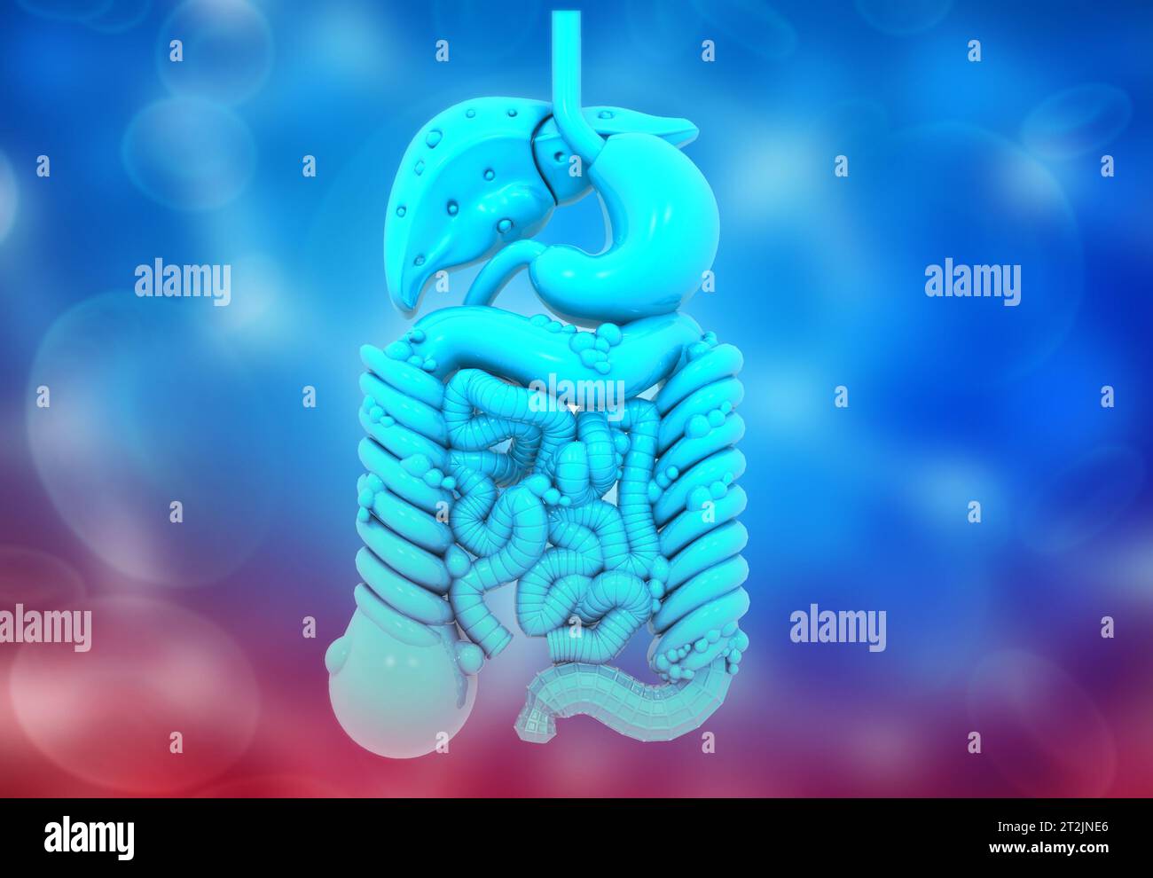 Organes internes humains sur fond bleu. illustration 3d. Banque D'Images