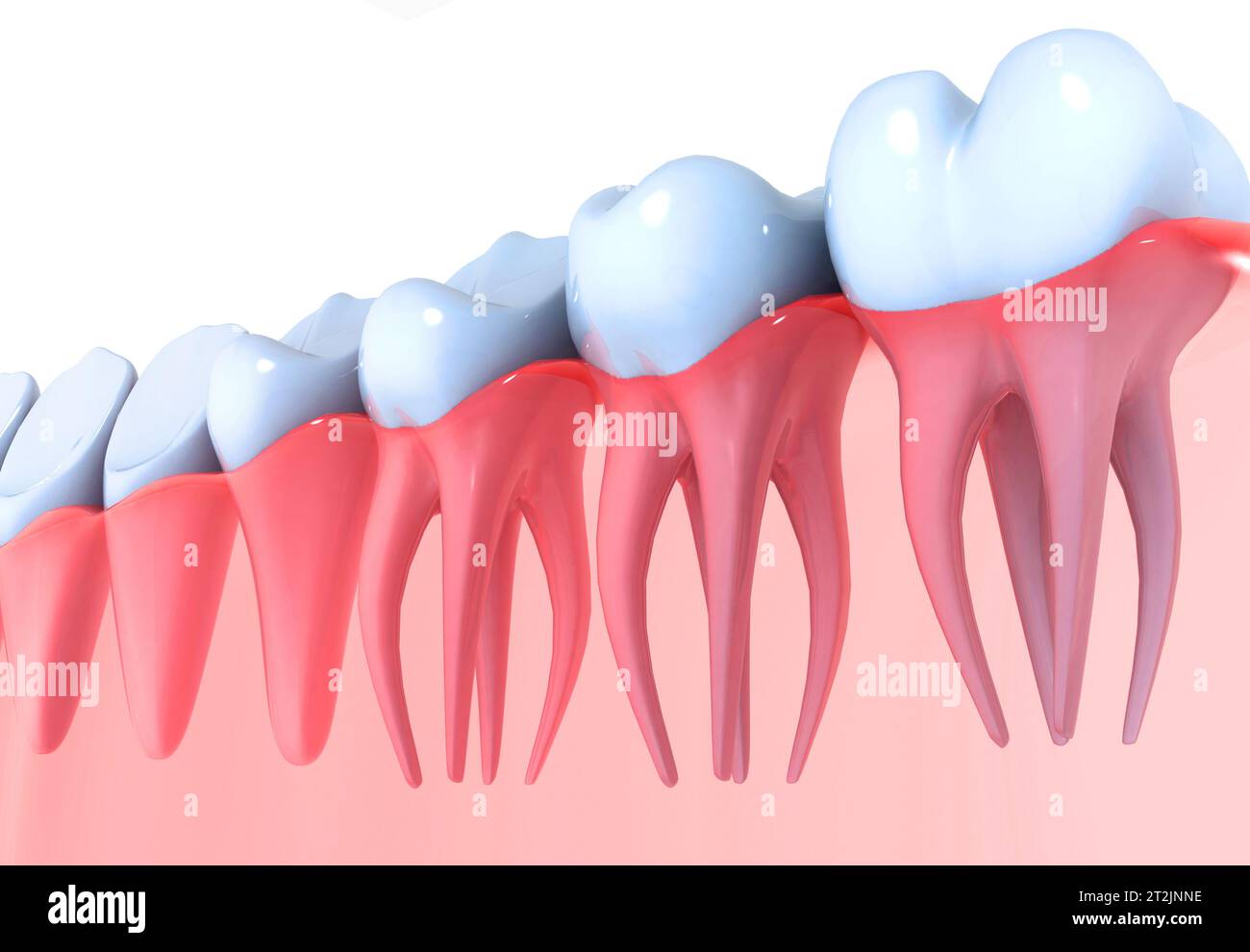 Anatomie dentaire. rendu 3d. Banque D'Images