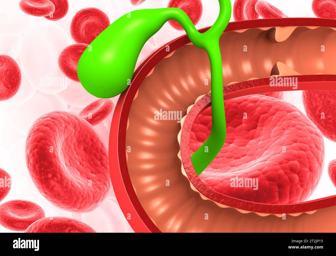 Anatomie de la vésicule biliaire hépatique avec globules rouges. rendu 3d. Banque D'Images