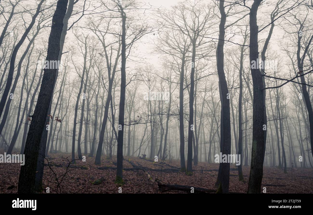 Brouillard mystérieux spooky fantasy horreur paysage forestier d'horreur pendant l'automne hiver atmosphérique moody Banque D'Images