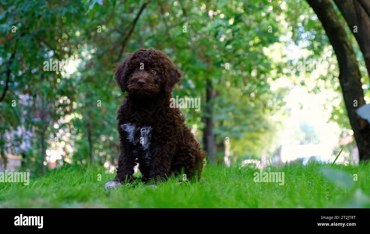 Mignon chiot brun lagotto romagnolo assis sur l'herbe et lookicng à la caméra en été. Espace pour le texte Banque D'Images