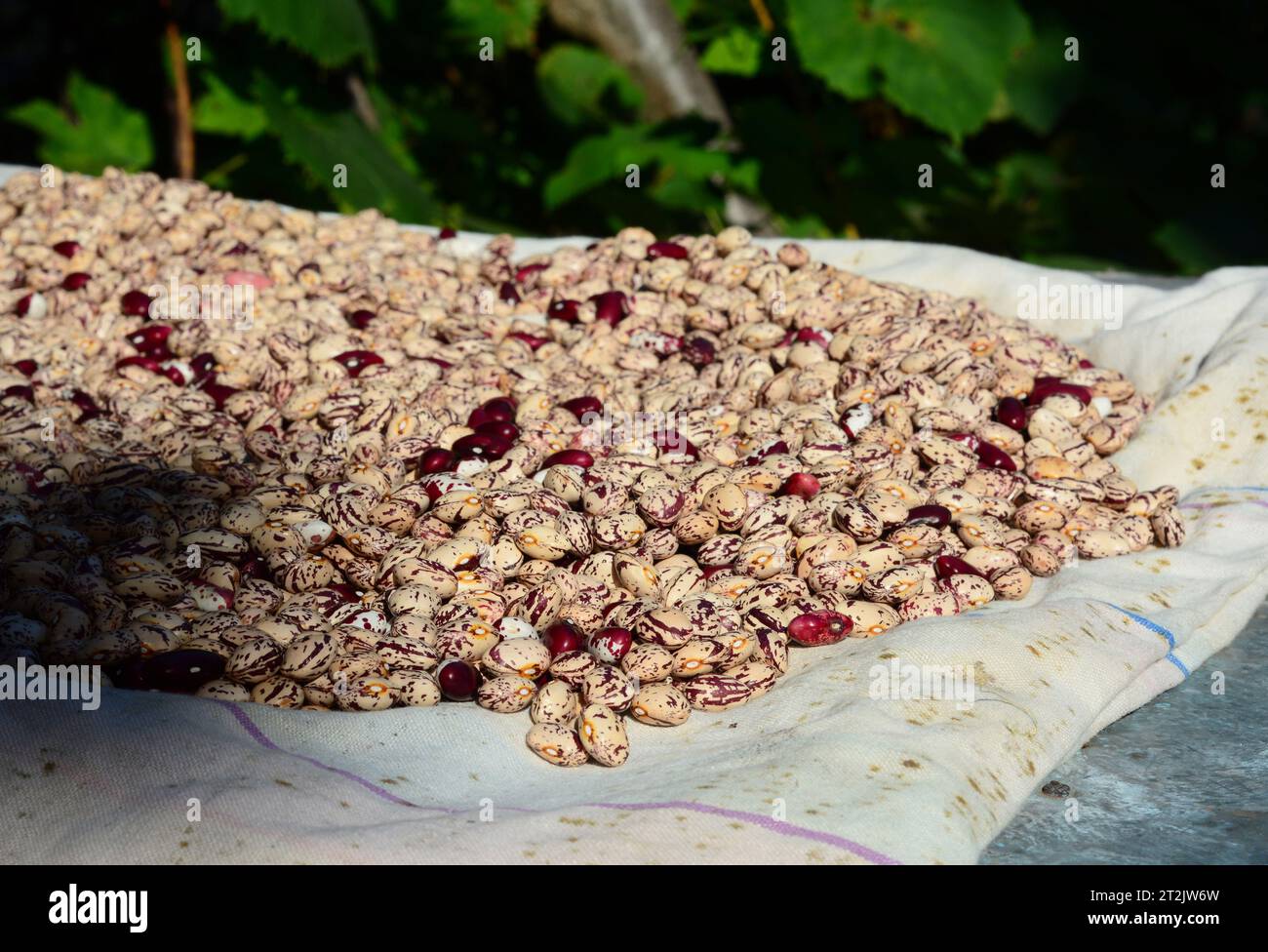 Séchage des haricots au soleil à l'extérieur. Banque D'Images